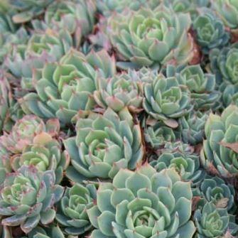 Echeveria Secunda in the GardenTags plant encyclopedia Echeveria Secunda in the GardenTags plant encyclopedia