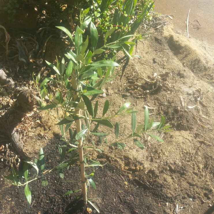 Olive Tree Correggiola in the GardenTags plant encyclopedia