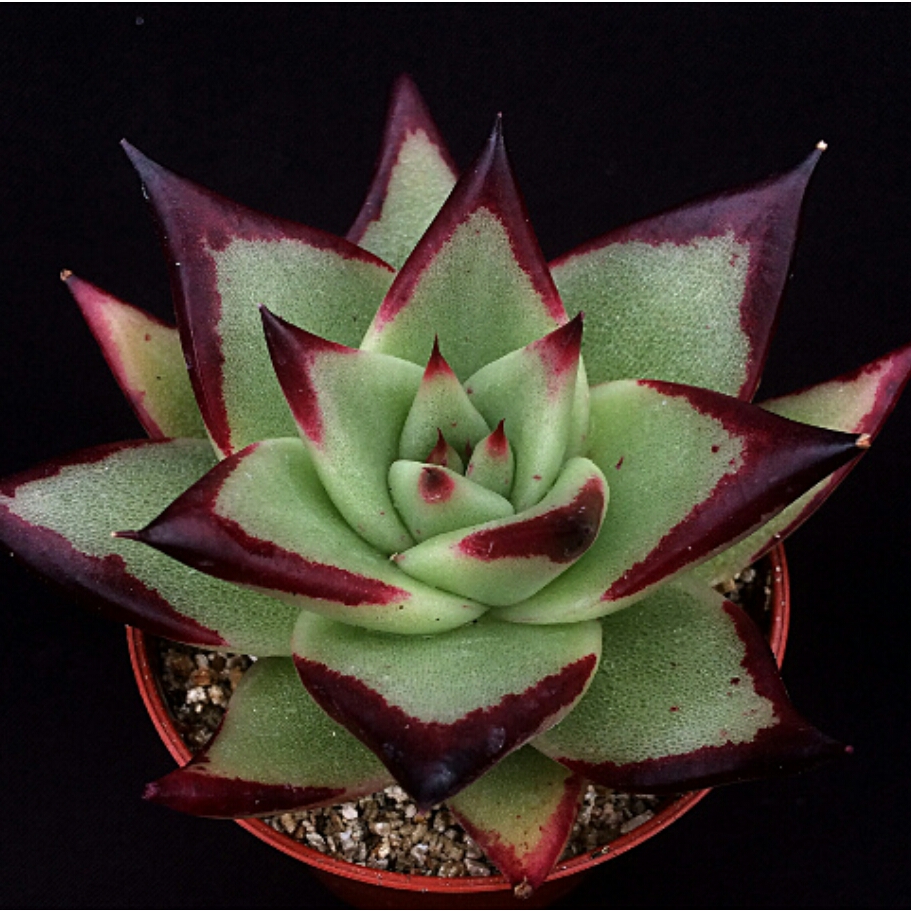 Echeveria Agavoides Ebony in the GardenTags plant encyclopedia