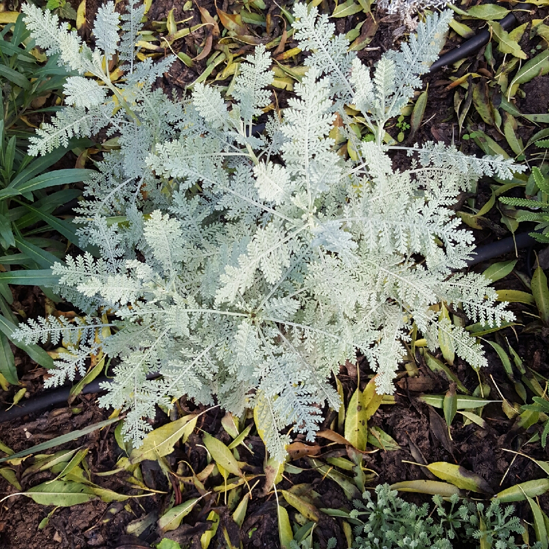 Tanacetum densum subsp. amani Beth Chatto in the GardenTags plant encyclopedia Tanacetum Beth Chatto in the GardenTags plant encyclopedia