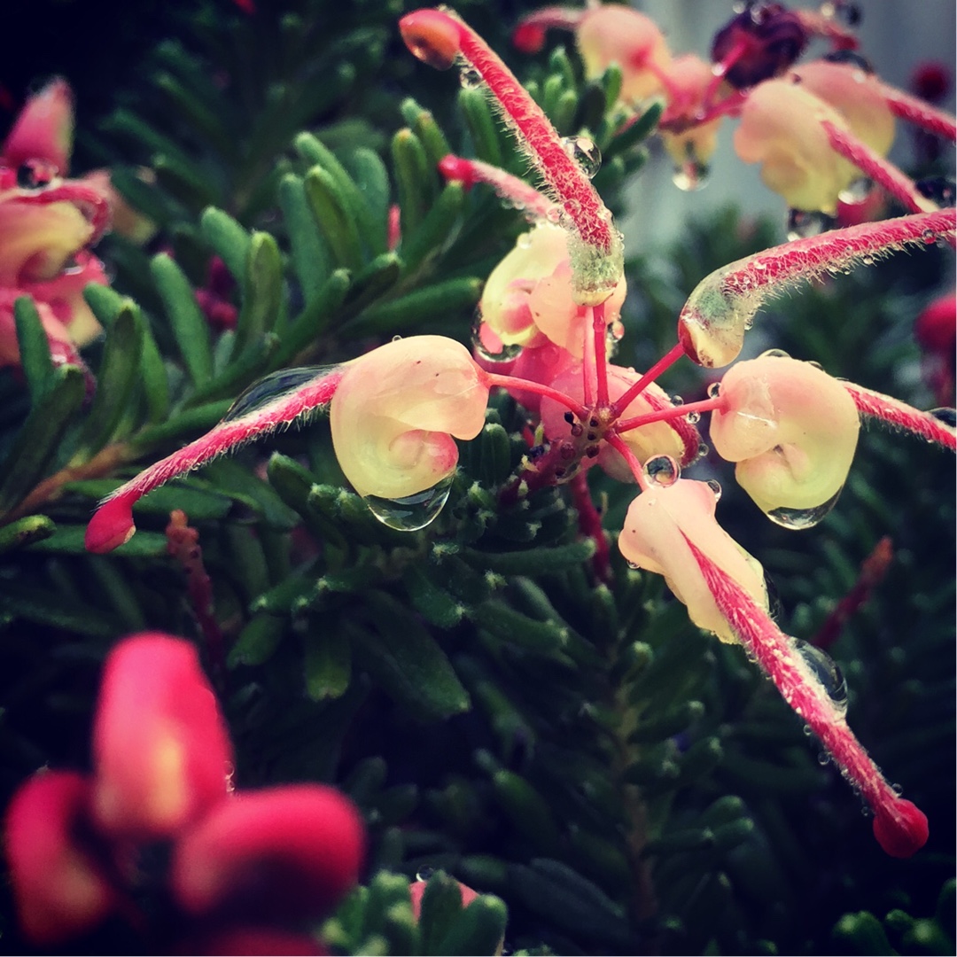 Grevillea lanigera Mount Tamboritha in the GardenTags plant encyclopedia Grevillea Mount Tamboritha in the GardenTags plant encyclopedia