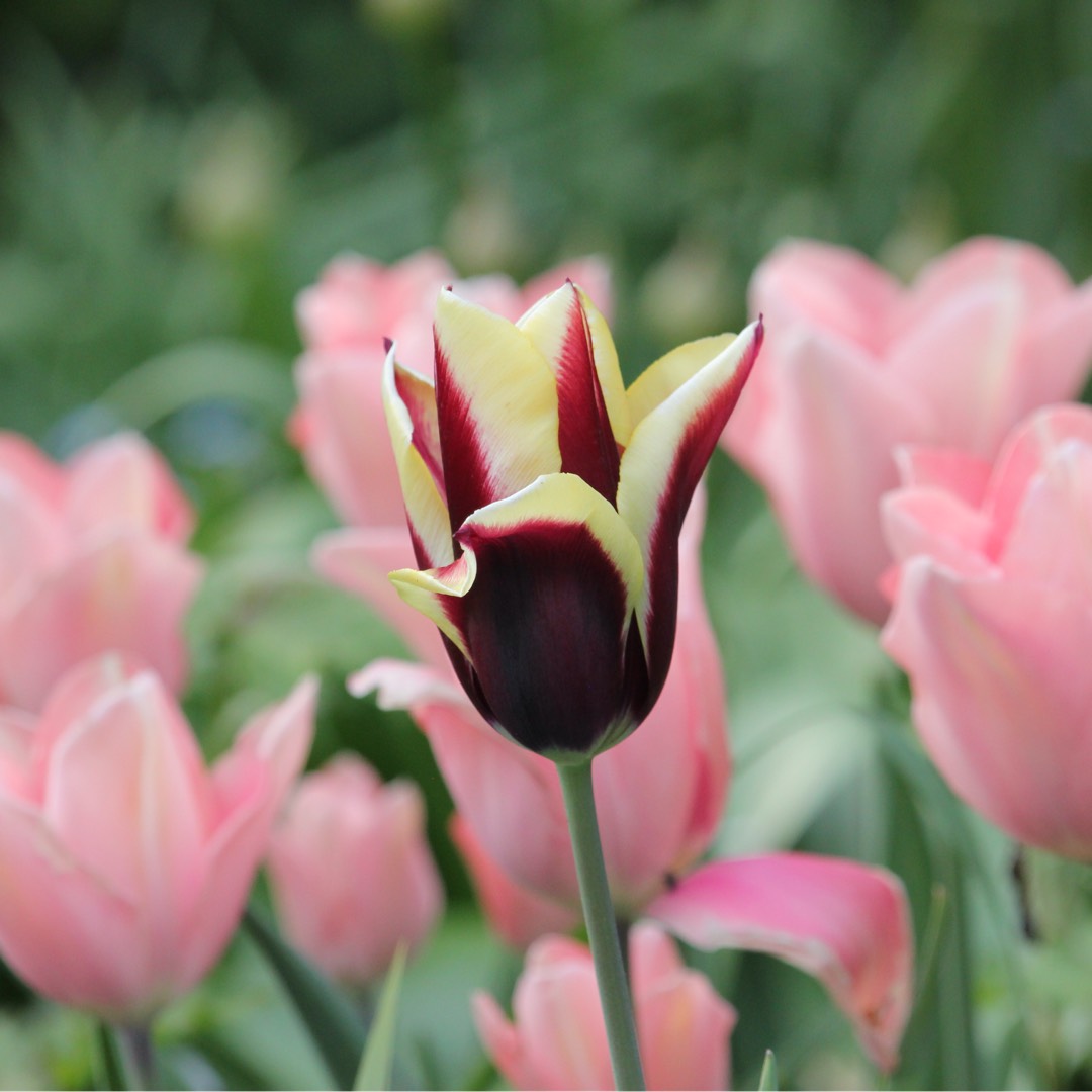 Tulipa Gavota in the GardenTags plant encyclopedia Tulip Gavota (Triumph) in the GardenTags plant encyclopedia