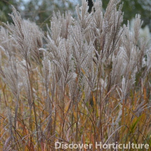 Miscanthus sinensis Kleine Silberspinne in the GardenTags plant encyclopedia Silver Grass Kleine Silberspinne in the GardenTags plant encyclopedia