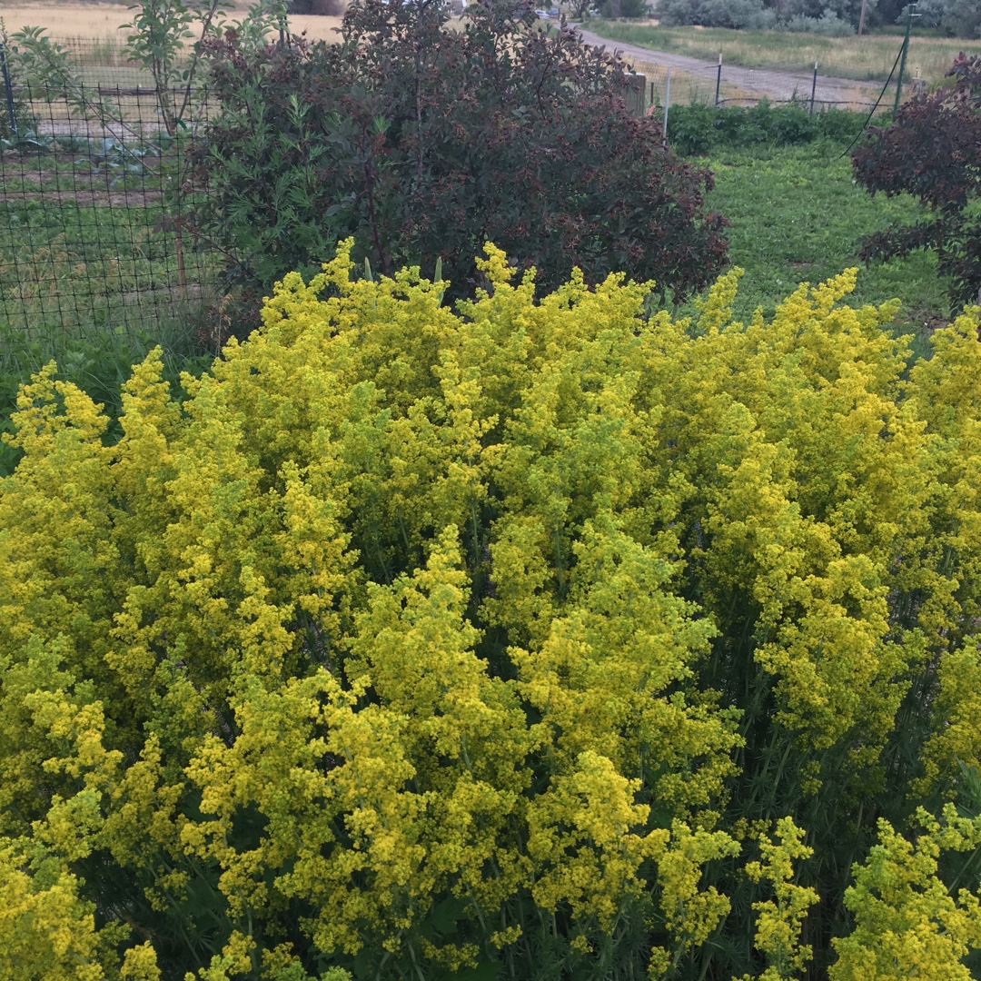 Galium Verum in the GardenTags plant encyclopedia Ladys Bedstraw in the GardenTags plant encyclopedia