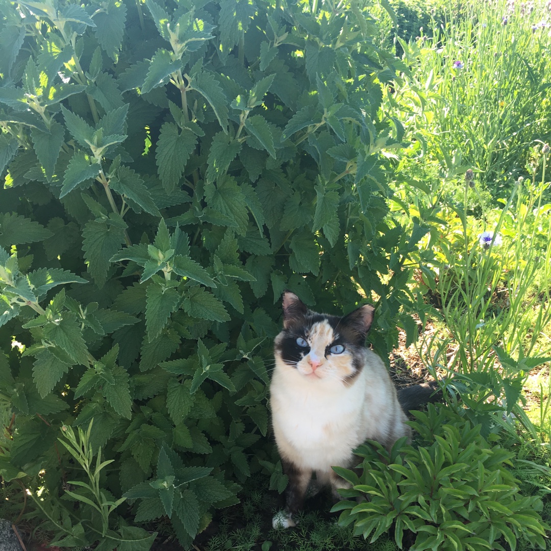 Nepeta Cataria in the GardenTags plant encyclopedia Catnip Cataria in the GardenTags plant encyclopedia