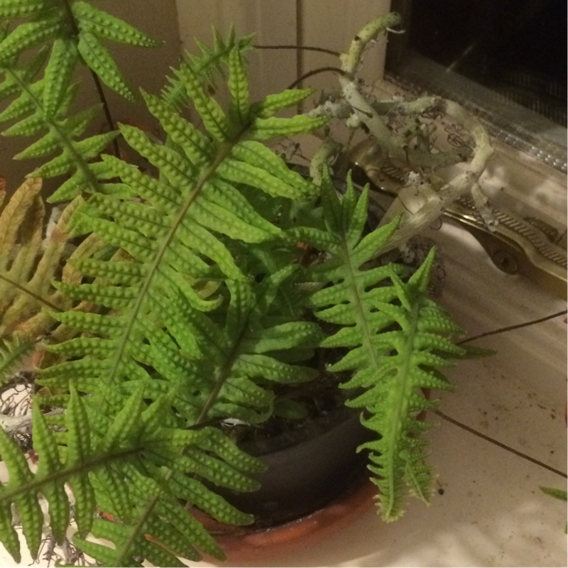 Polypodium formosanum in the GardenTags plant encyclopedia Grub Fern in the GardenTags plant encyclopedia