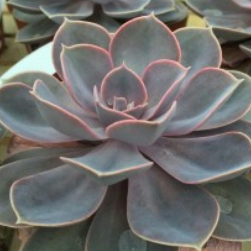Echeveria Perle Von Nurnberg in the GardenTags plant encyclopedia Echeveria Perle Von Nurnberg in the GardenTags plant encyclopedia