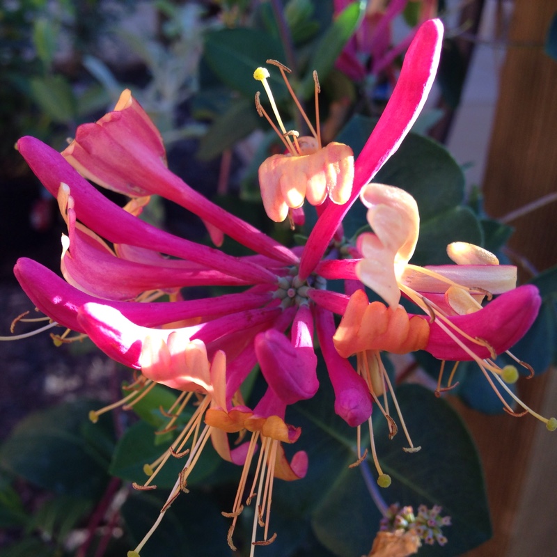 Lonicera x heckrottii Gold Flame in the GardenTags plant encyclopedia Honeysuckle Gold Flame in the GardenTags plant encyclopedia
