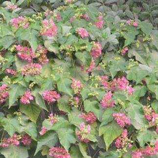 Dombeya spectabilis in the GardenTags plant encyclopedia Showy Dombeya in the GardenTags plant encyclopedia