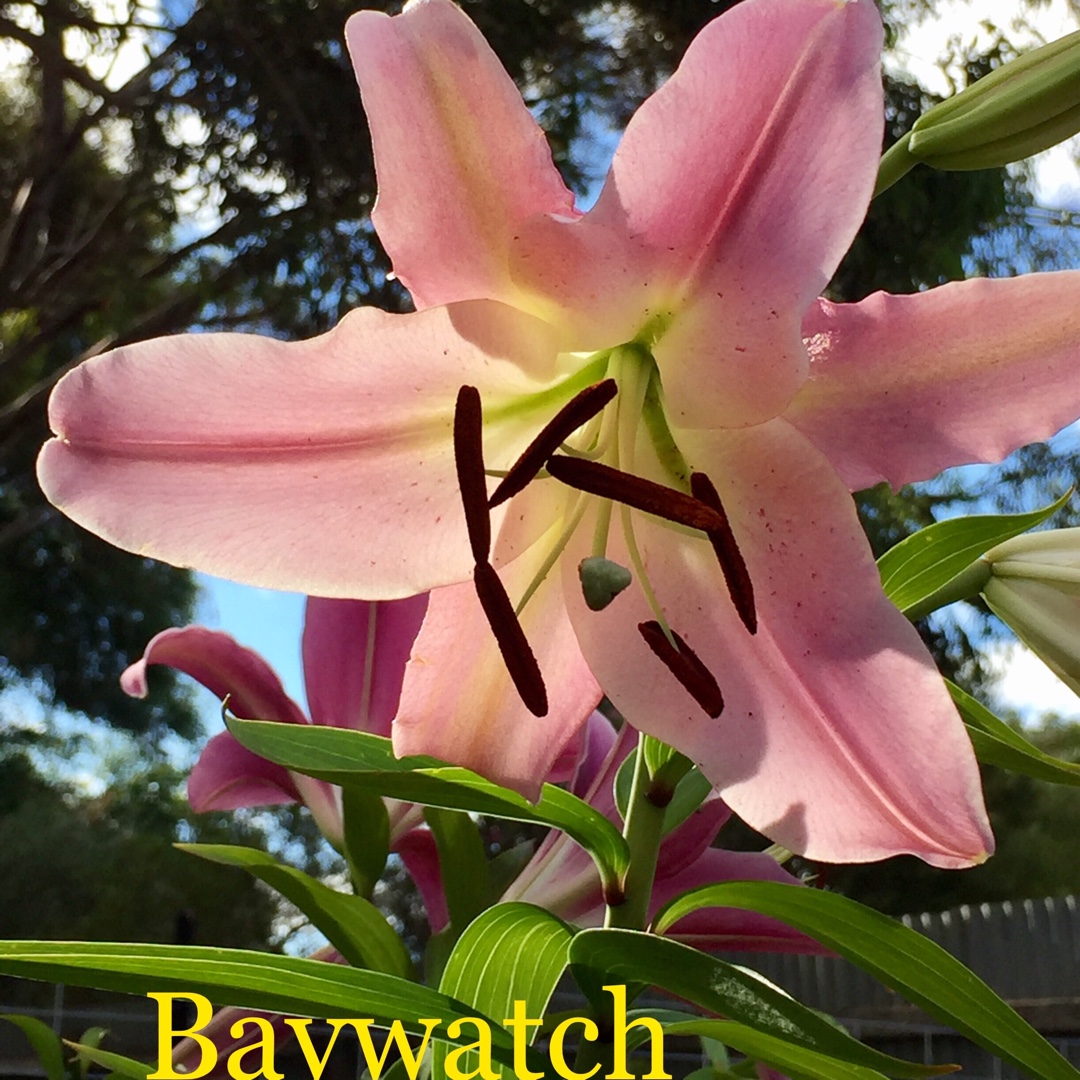 Lilium Baywatch in the GardenTags plant encyclopedia Lily Baywatch (Other) in the GardenTags plant encyclopedia