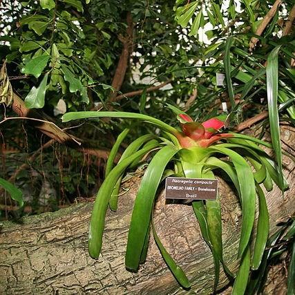 Neoregelia Compacta in the GardenTags plant encyclopedia Neoregelia Compacta in the GardenTags plant encyclopedia