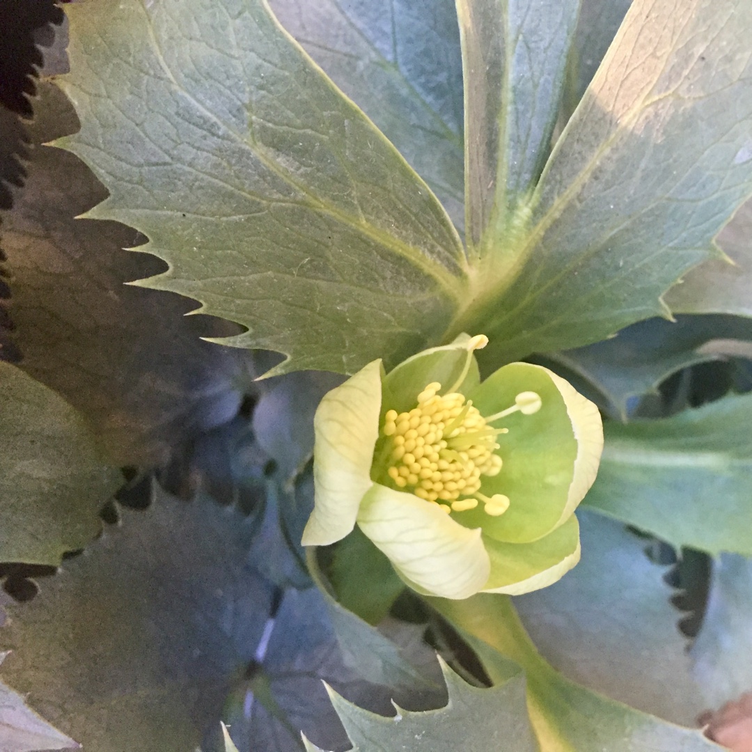 Helleborus argutifolius Silver Lace in the GardenTags plant encyclopedia Hellebore Silver Lace in the GardenTags plant encyclopedia