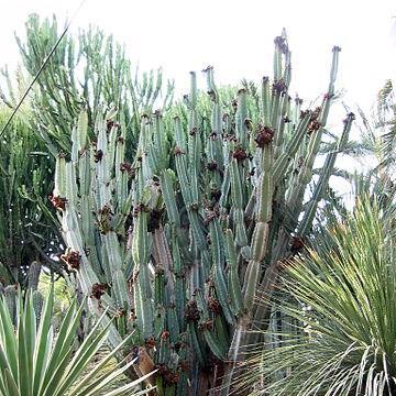Cereus repandus syn. Cereus peruvianus in the GardenTags plant encyclopedia Peruvian Apple Cactus in the GardenTags plant encyclopedia