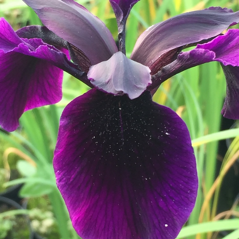 Iris chrysographes Black-Flowered syn. Iris chrysographes Black-form in the GardenTags plant encyclopedia Black Iris in the GardenTags plant encyclopedia