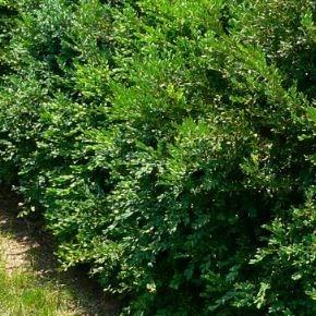 Buxus microphylla Koreana in the GardenTags plant encyclopedia Small Leaf Box Koreana in the GardenTags plant encyclopedia
