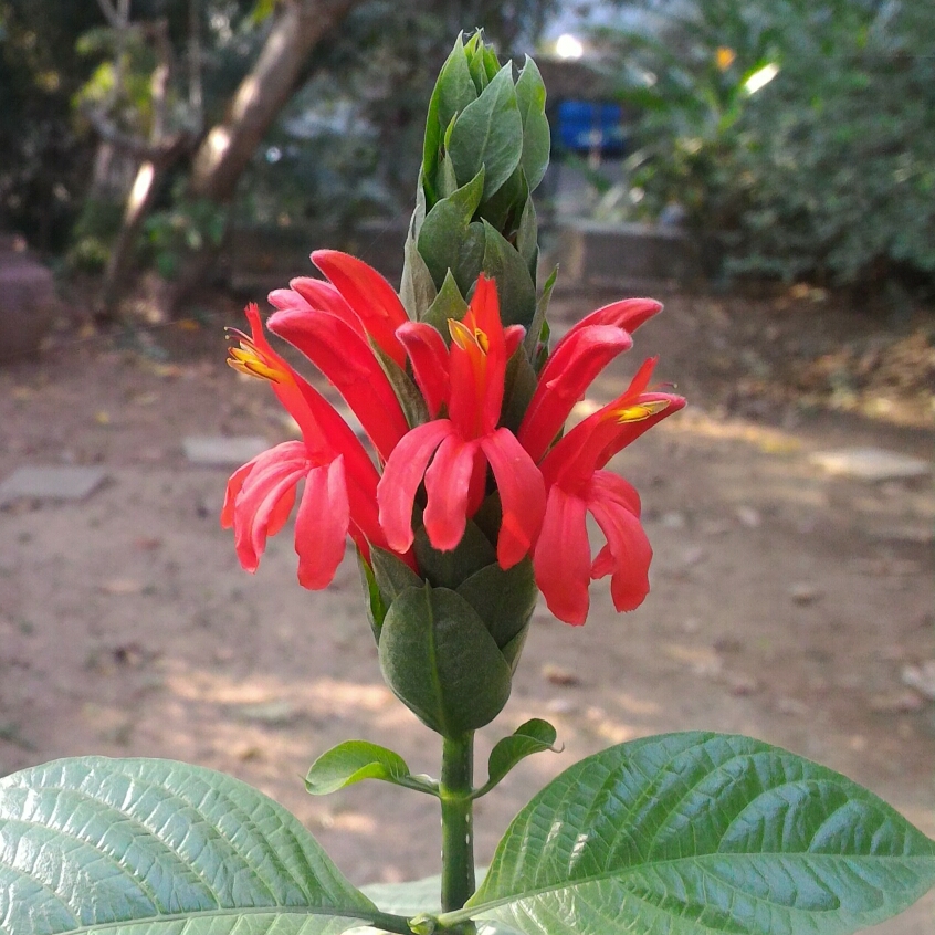 Пахистахис красный. Pachystachys coccinea. Пахистахис якобиния цветок. Пахистахис оранжевый.