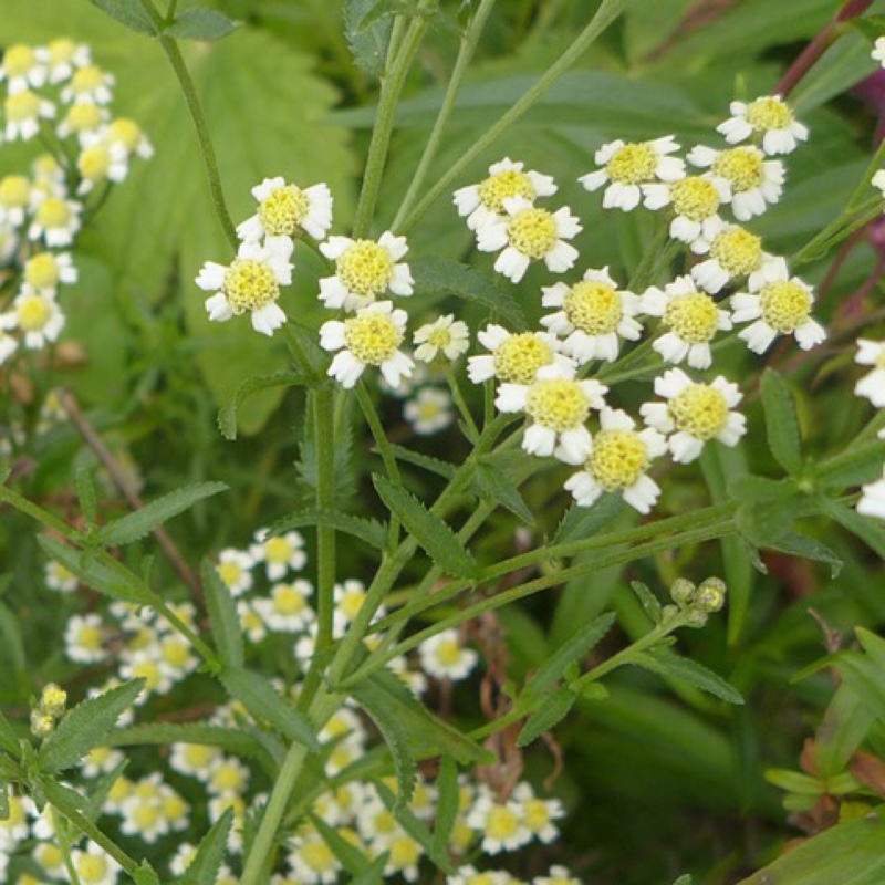 Achillea decolorans in the GardenTags plant encyclopedia Sweet Yarrow in the GardenTags plant encyclopedia