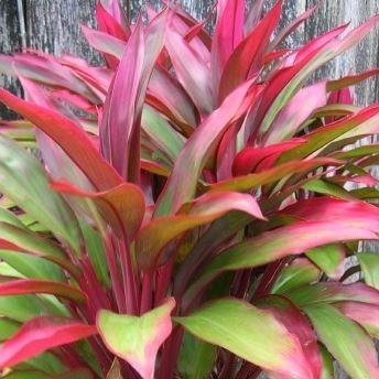 Cordyline terminalis Baby Doll in the GardenTags plant encyclopedia Hawaiian Ti Plant in the GardenTags plant encyclopedia