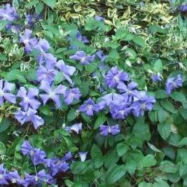 Clematis integrifolia Olgae in the GardenTags plant encyclopedia Clematis Olgae in the GardenTags plant encyclopedia
