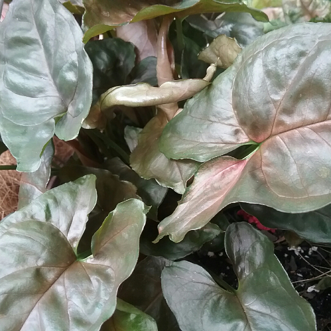 Syngonium podophyllum Bronze in the GardenTags plant encyclopedia Arrowhead Vine Bronze in the GardenTags plant encyclopedia