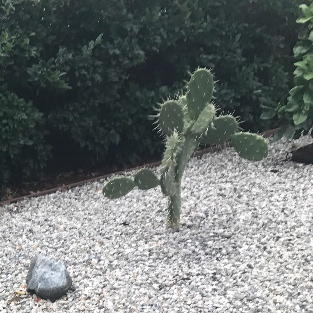 Opuntia megacantha Nopal Blanco in the GardenTags plant encyclopedia Prickly Pear cactus in the GardenTags plant encyclopedia