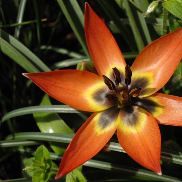 Tulipa Little Princess in the GardenTags plant encyclopedia Tulip (Species) Low-growing Tulip Little Princess in the GardenTags plant encyclopedia
