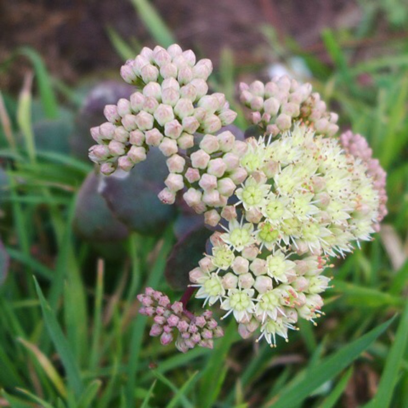 Hylotelephium Telephium sup. Ruprechtii in the GardenTags plant encyclopedia Hylotelephium Hab Gray in the GardenTags plant encyclopedia