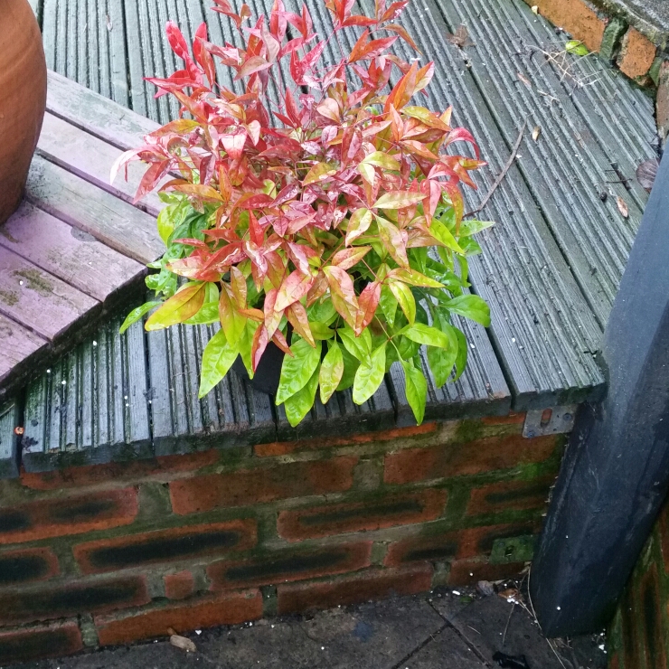 Nandina domestica Blush Pink in the GardenTags plant encyclopedia Sacred Bamboo Blush Pink in the GardenTags plant encyclopedia