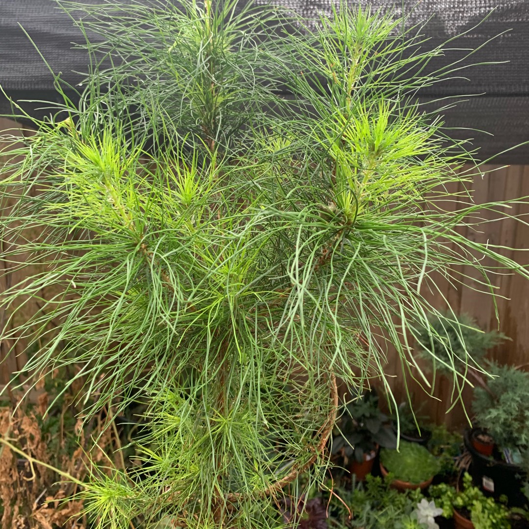 Pinus radiata in the GardenTags plant encyclopedia Monterey Pine in the GardenTags plant encyclopedia