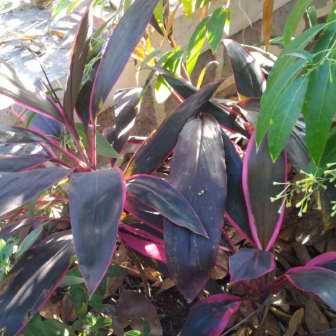 Cordyline fruticosa Red Tips in the GardenTags plant encyclopedia Hawaiian Ti Plant Red Tips in the GardenTags plant encyclopedia