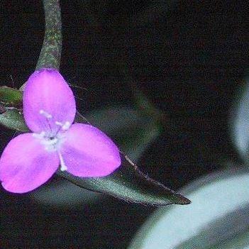 Spiderwort in the GardenTags plant encyclopedia