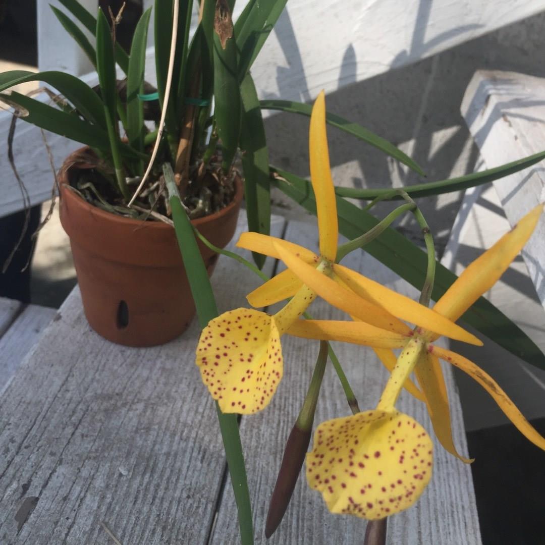 x Brassocattleya Yellow Bird in the GardenTags plant encyclopedia Bl.Yellow Bird Orchid in the GardenTags plant encyclopedia