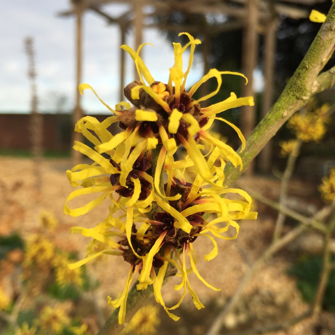Hamamelis x intermedia Arnold Promise in the GardenTags plant encyclopedia Witch Hazel Arnold Promise in the GardenTags plant encyclopedia