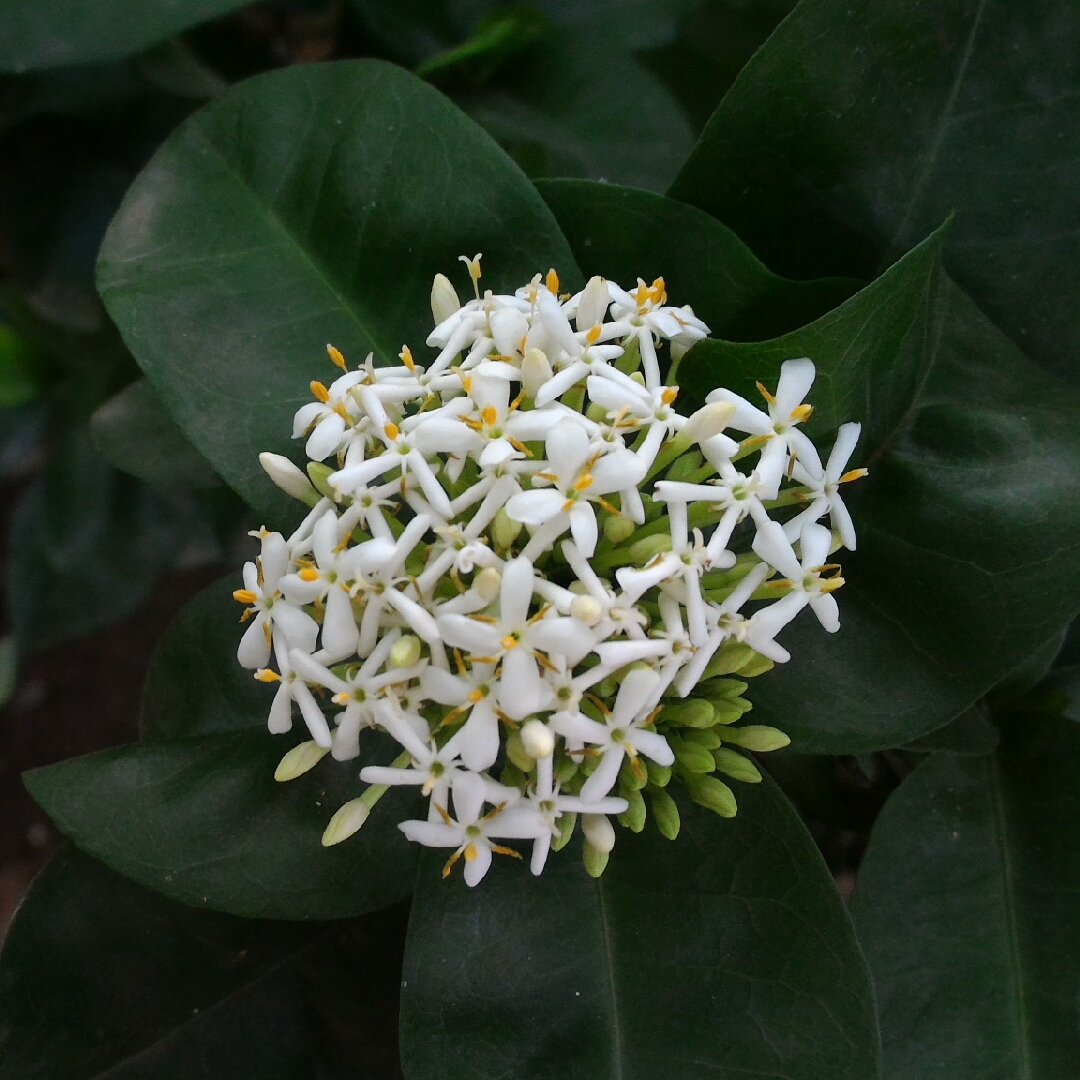 Ixora Odorata in the GardenTags plant encyclopedia White Fragrant Ixora in the GardenTags plant encyclopedia