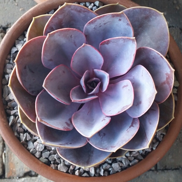 Echeveria Purple Pearl in the GardenTags plant encyclopedia Echeveria Purple Pearl in the GardenTags plant encyclopedia
