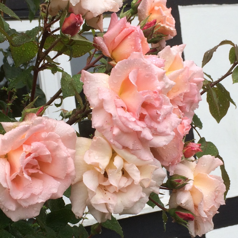 Rose Compassion (Climbing Hybrid Tea) in the GardenTags plant encyclopedia