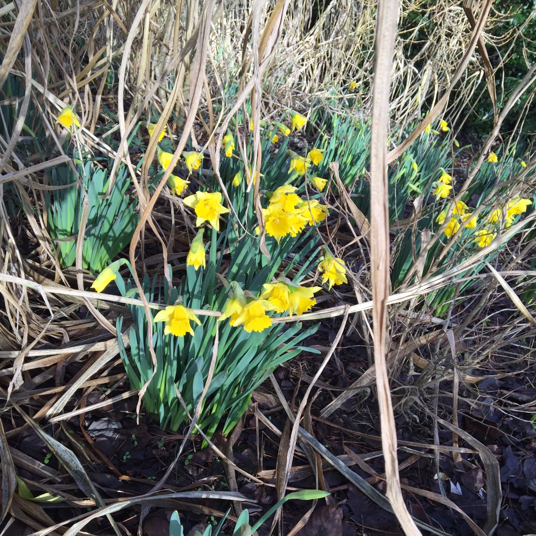 Narcissus First Hope syn. Narcissus January Hope in the GardenTags plant encyclopedia Daffodil First Hope (Large-cupped) in the GardenTags plant encyclopedia