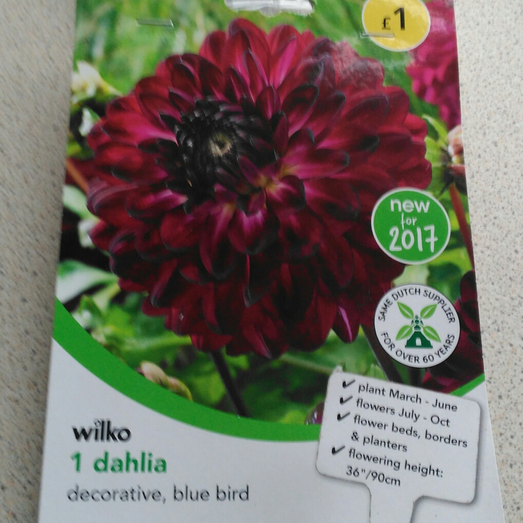 Dahlia Bluebird in the GardenTags plant encyclopedia Dahlia Blue Bird in the GardenTags plant encyclopedia