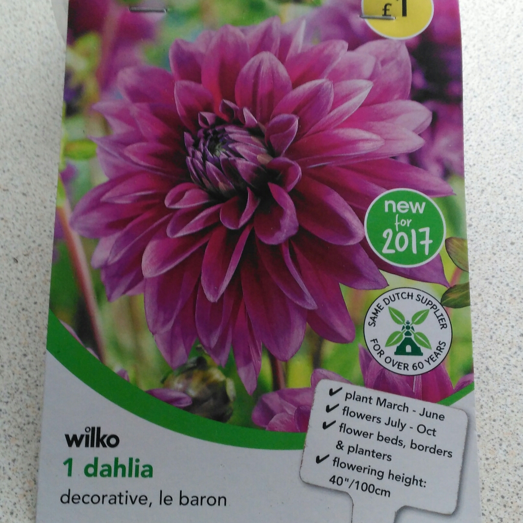 Dahlia Le Baron in the GardenTags plant encyclopedia