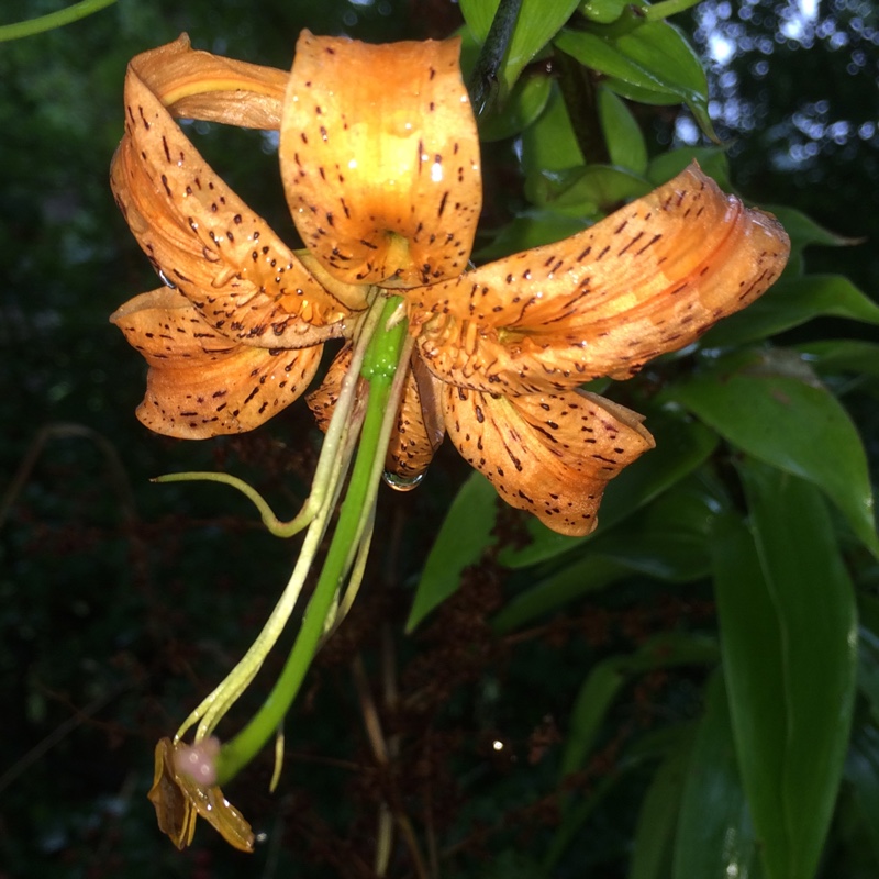 Lilium henryi in the GardenTags plant encyclopedia Lily (Species) Henrys Lily in the GardenTags plant encyclopedia