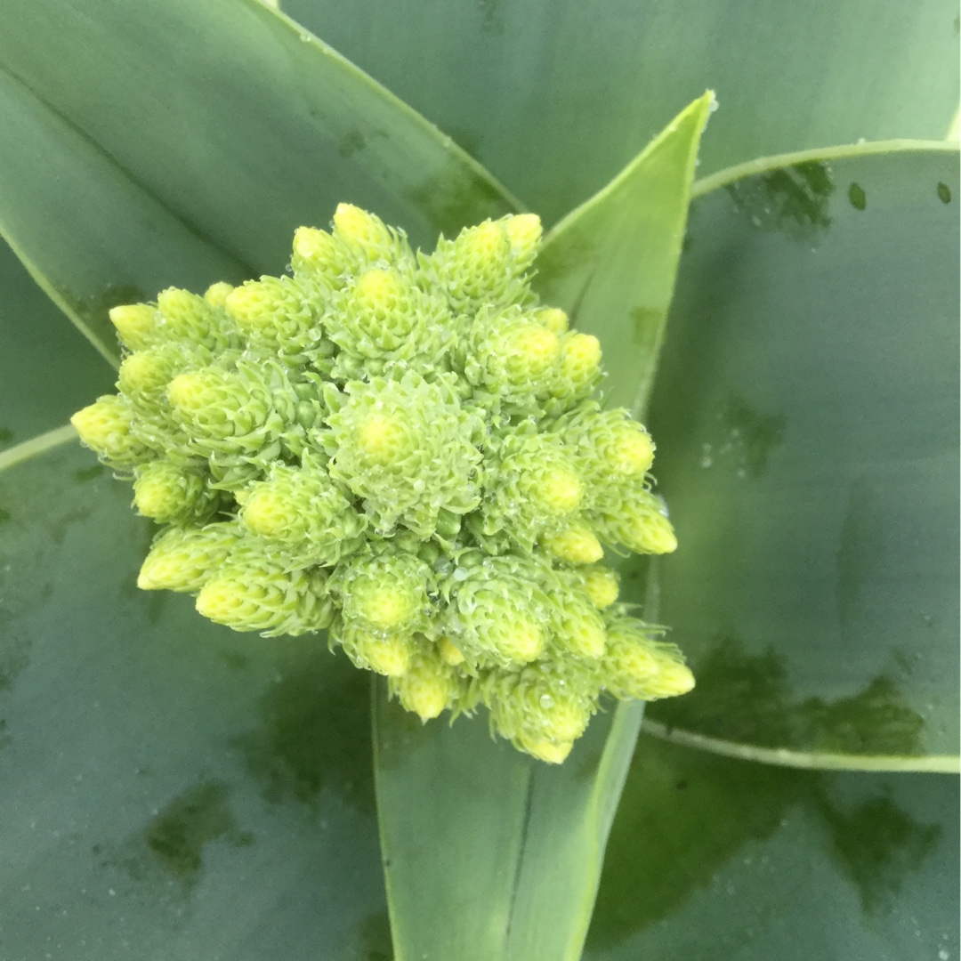 Aloe Striata in the GardenTags plant encyclopedia Coral Aloe in the GardenTags plant encyclopedia