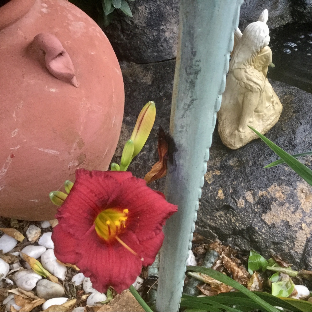 Hemerocallis Cranberry Baby in the GardenTags plant encyclopedia Daylily Cranberry Baby in the GardenTags plant encyclopedia