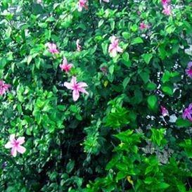 Tropical Hibiscus Albo Lacinatus in the GardenTags plant encyclopedia
