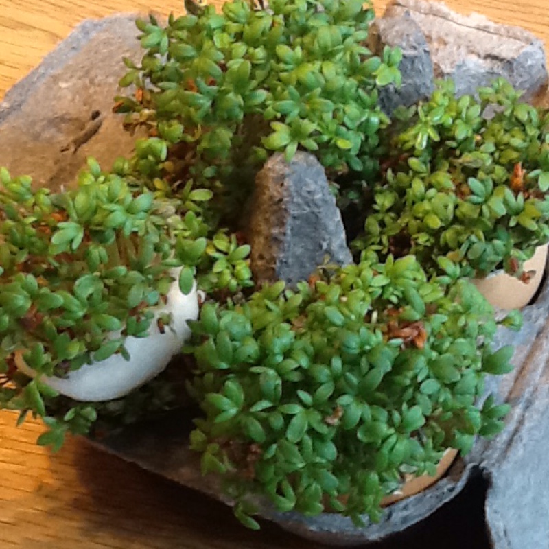 Lepidium sativum in the GardenTags plant encyclopedia Cress in the GardenTags plant encyclopedia