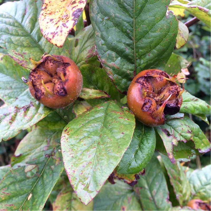 Mespilus germanica Nottingham in the GardenTags plant encyclopedia Nottingham Medlar in the GardenTags plant encyclopedia