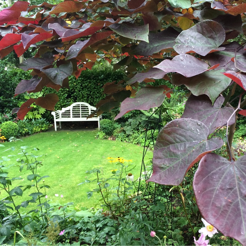 Cercis canadensis Forest Pansy syn. Cercis canadensis Purple Leaf in the GardenTags plant encyclopedia Redbud Forest Pansy in the GardenTags plant encyclopedia