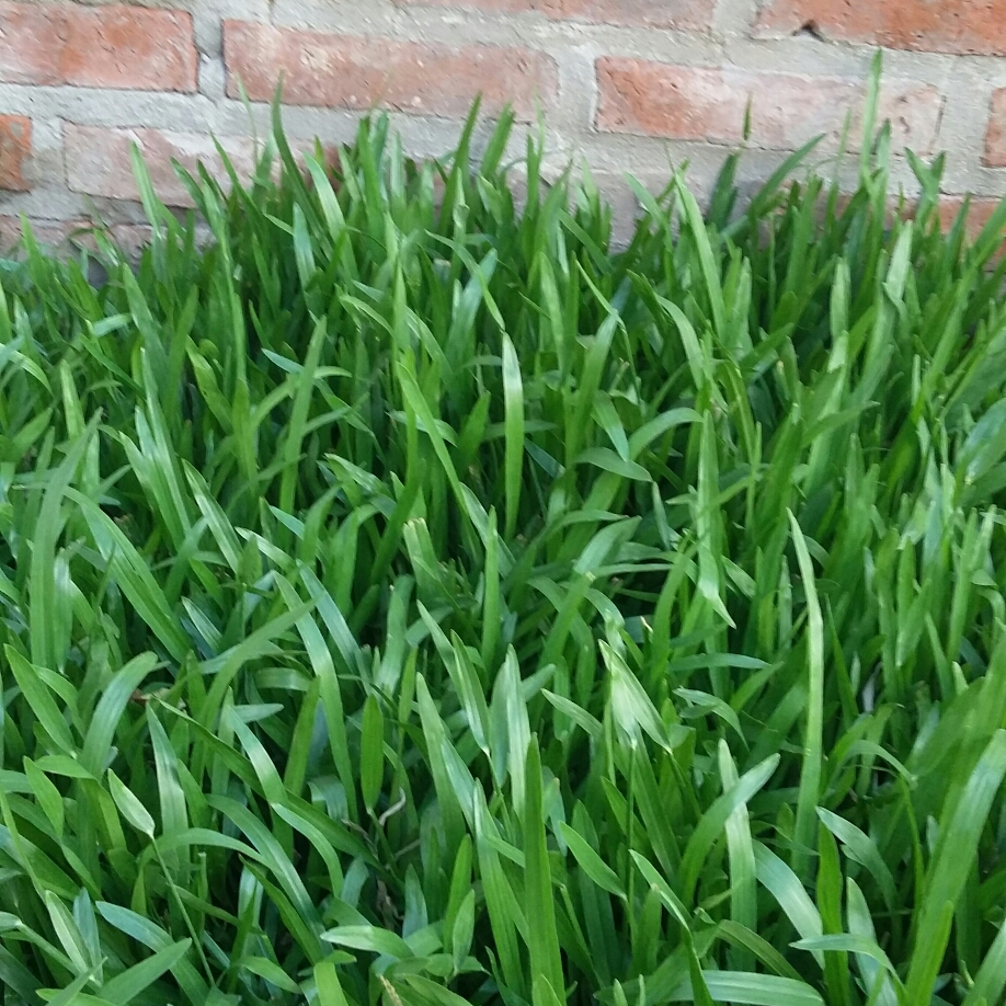 Tropical Carpet Grass in the GardenTags plant encyclopedia