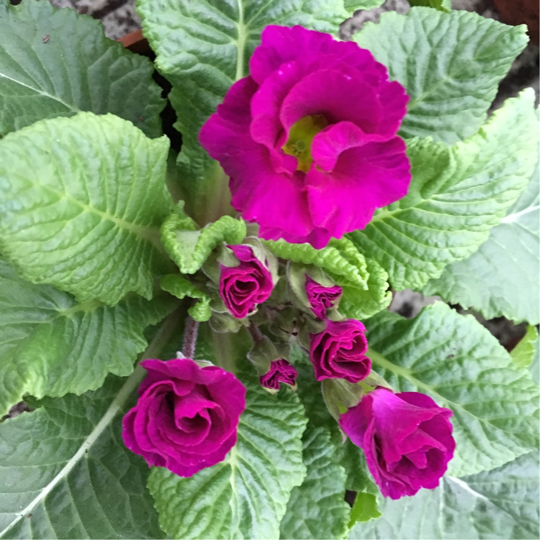 Primula acaulis Primlet Purple in the GardenTags plant encyclopedia Primula Primlet Purple in the GardenTags plant encyclopedia