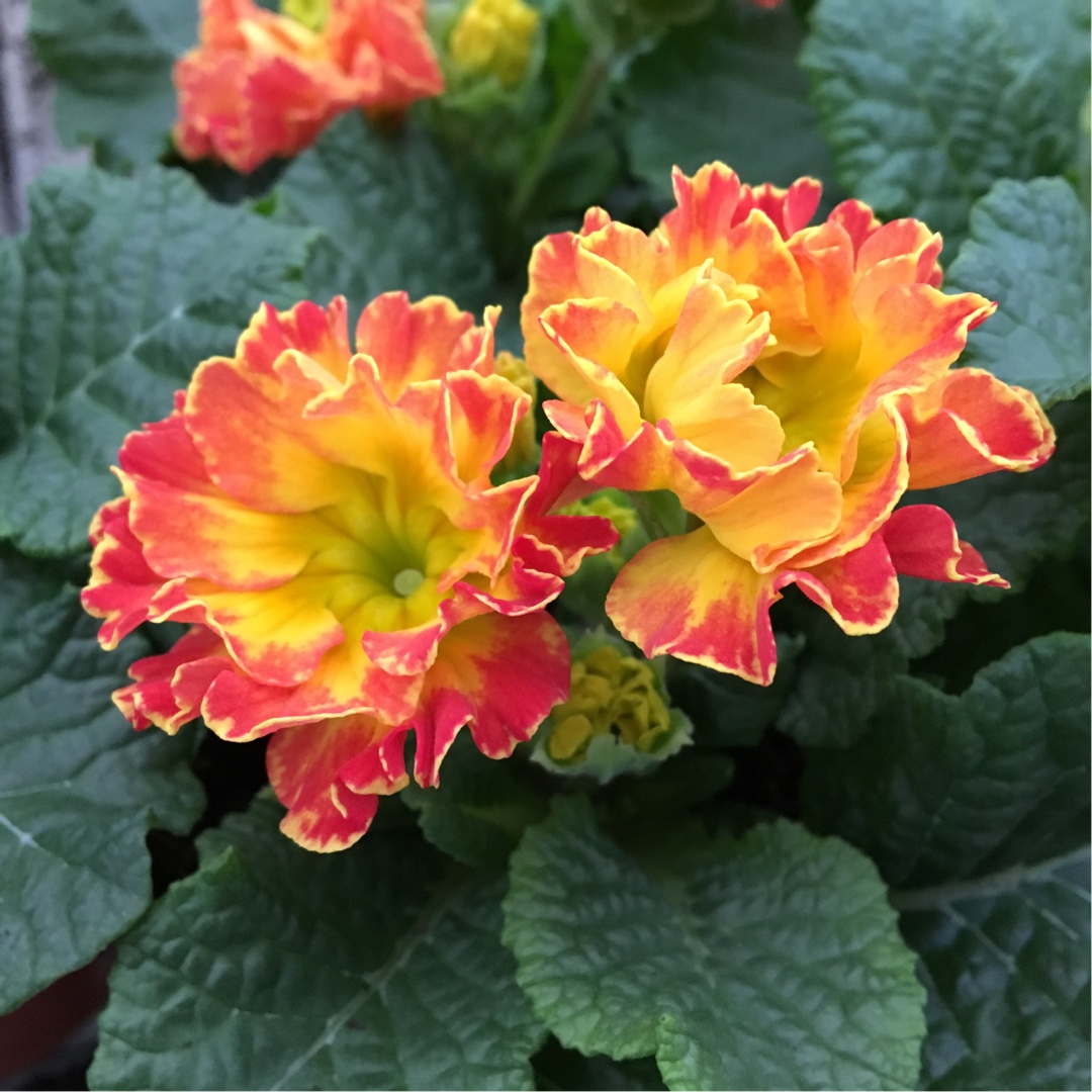 Primula acaulis Romance in the GardenTags plant encyclopedia Primula Romance in the GardenTags plant encyclopedia