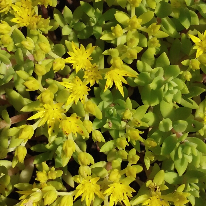 Sedum Green Mound in the GardenTags plant encyclopedia